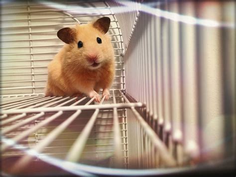 5 Most Popular Pet Hamsters